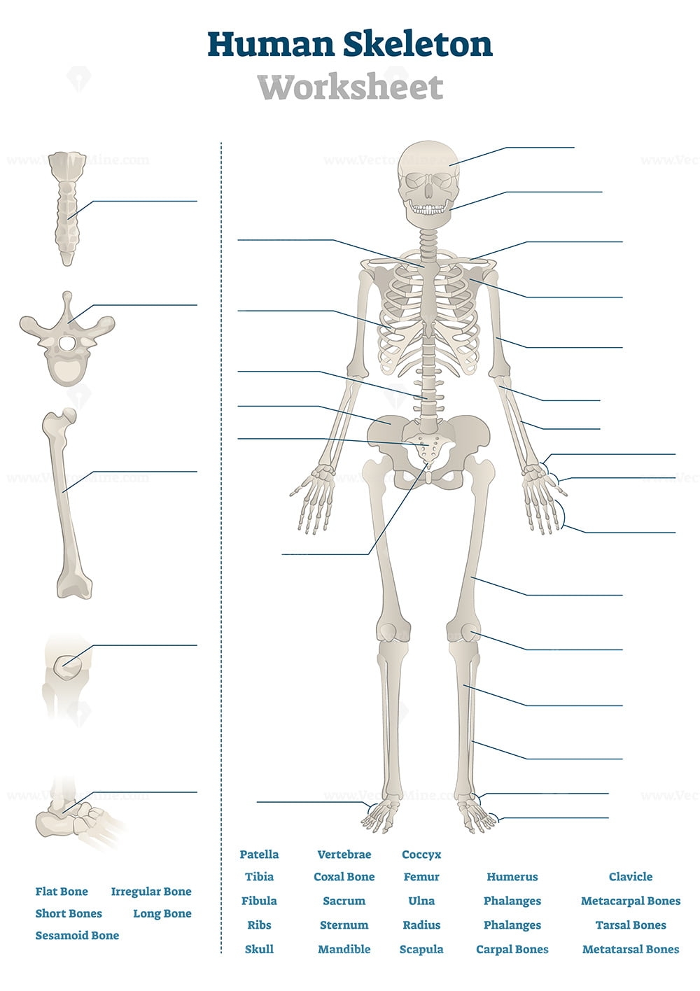 Printable Skeleton Labeling Worksheet