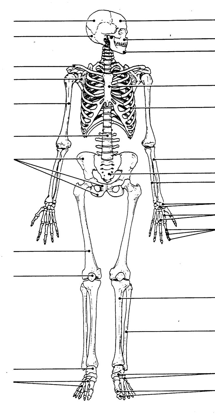 Printable Skeleton Worksheet