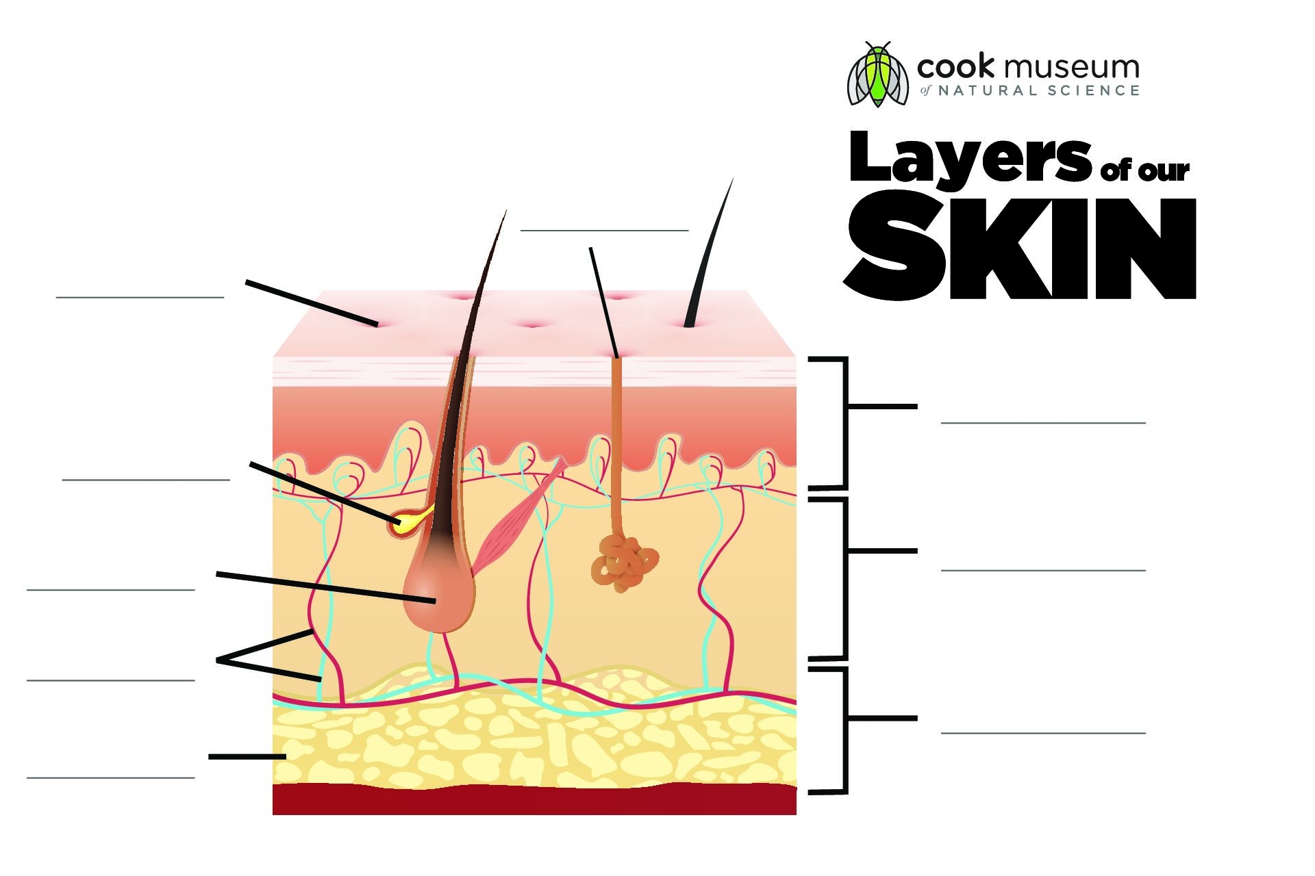 Layers of Skin Blank Cook Museum Of Natural Science