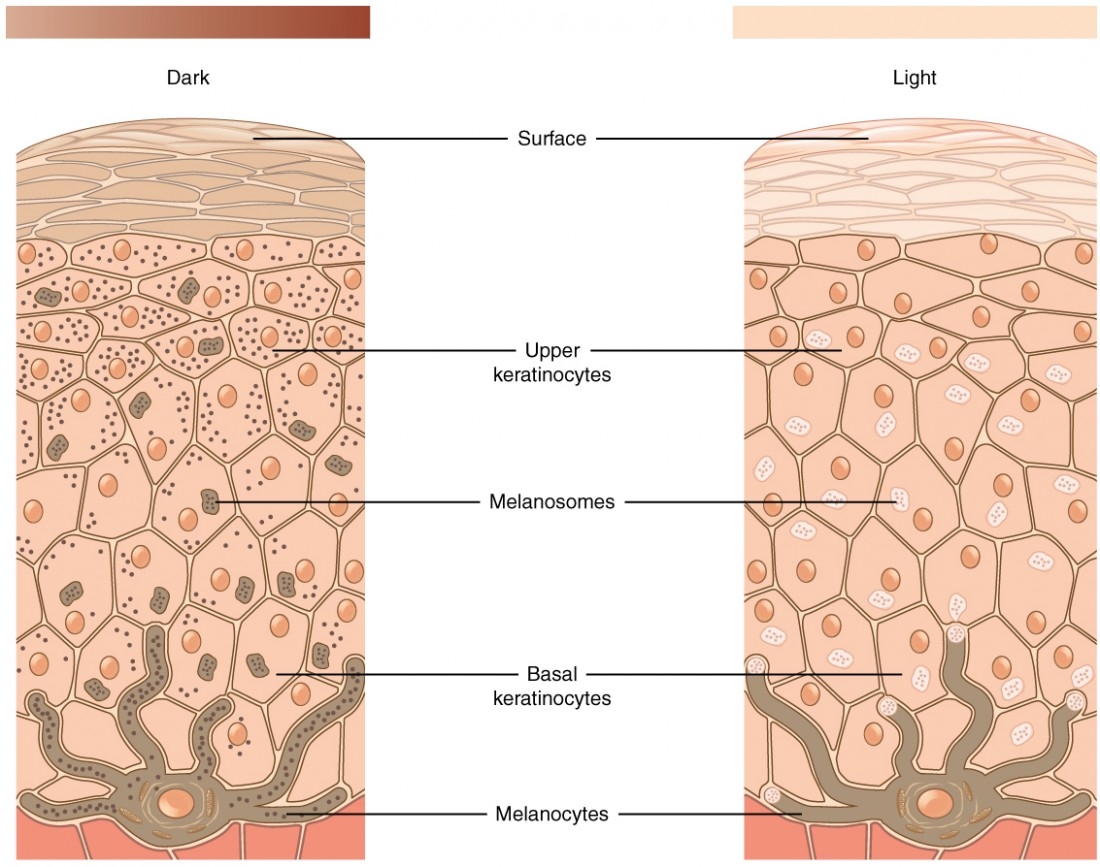 Layers Of Skin Diagram Blank