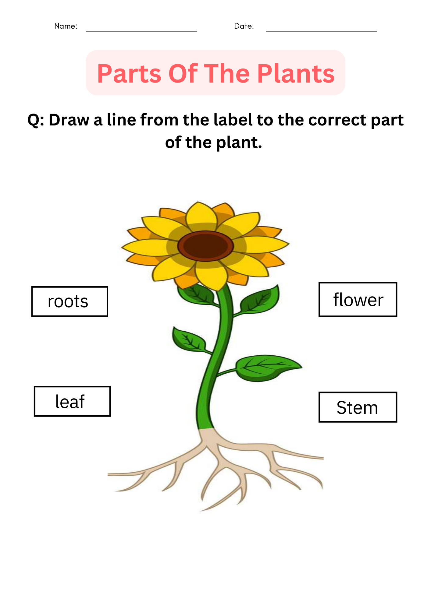 Free Printable Parts Of A Plant Worksheet