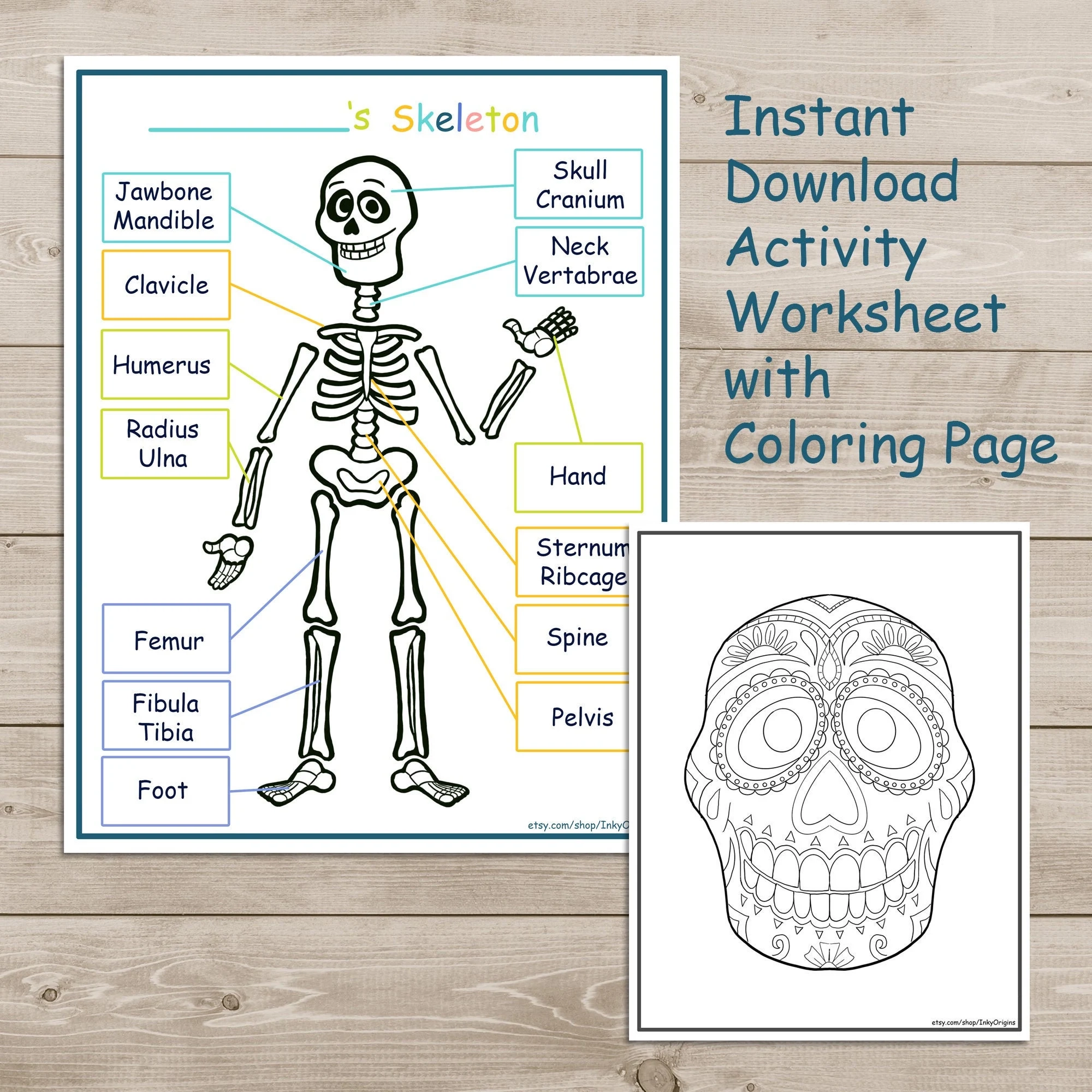 Printable Skeleton Activity Pack Coloring Page Kids Learning 