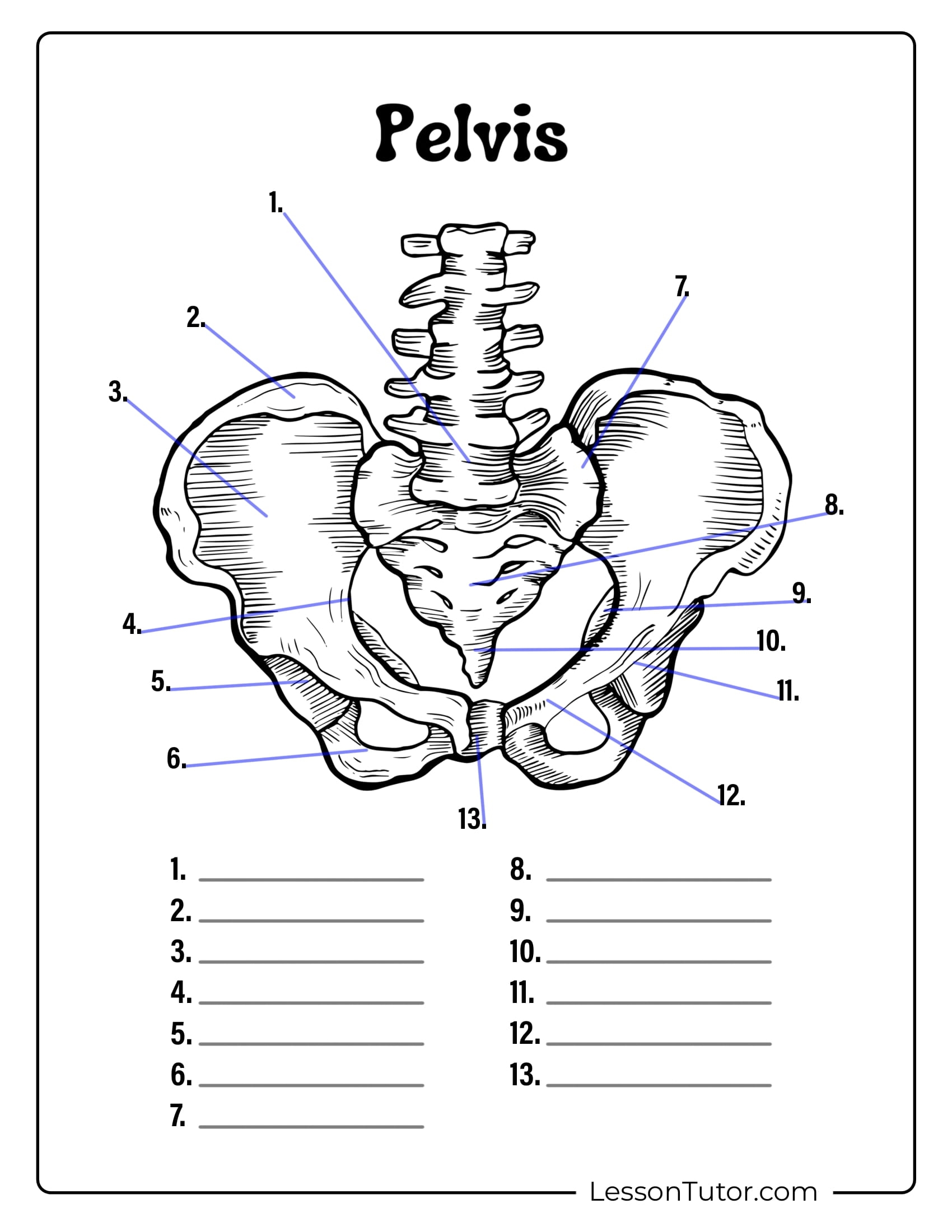 Skeleton System Worksheets Free Coloring Pages PDF Printables 