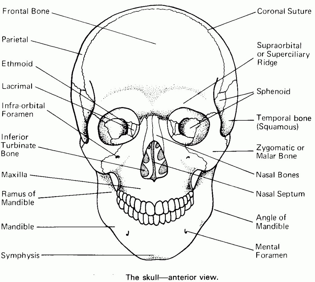 7 Skeletal System Ideas Anatomy Coloring Book Skeletal System 