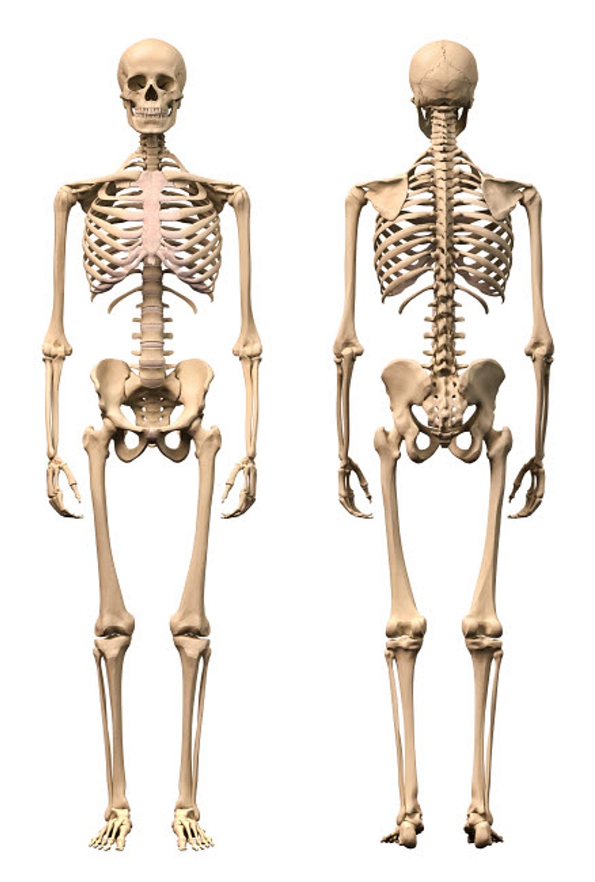 Printable Pictures Of The Human Skeleton