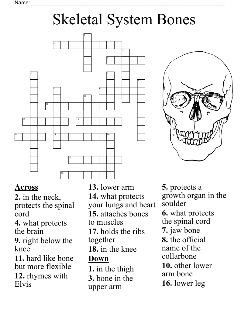 Bones Worksheet WordMint