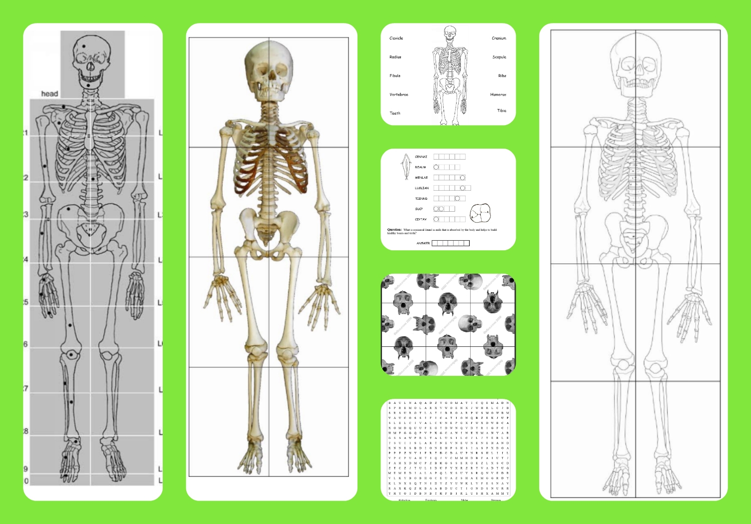 Free Printable Life sized Child And Adult Skeletons Skull Puzzles 