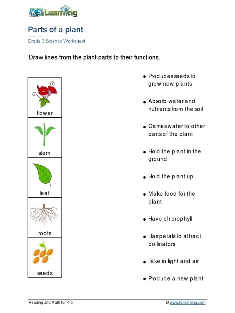 Grade 3 Plant Parts B 1 PDF
