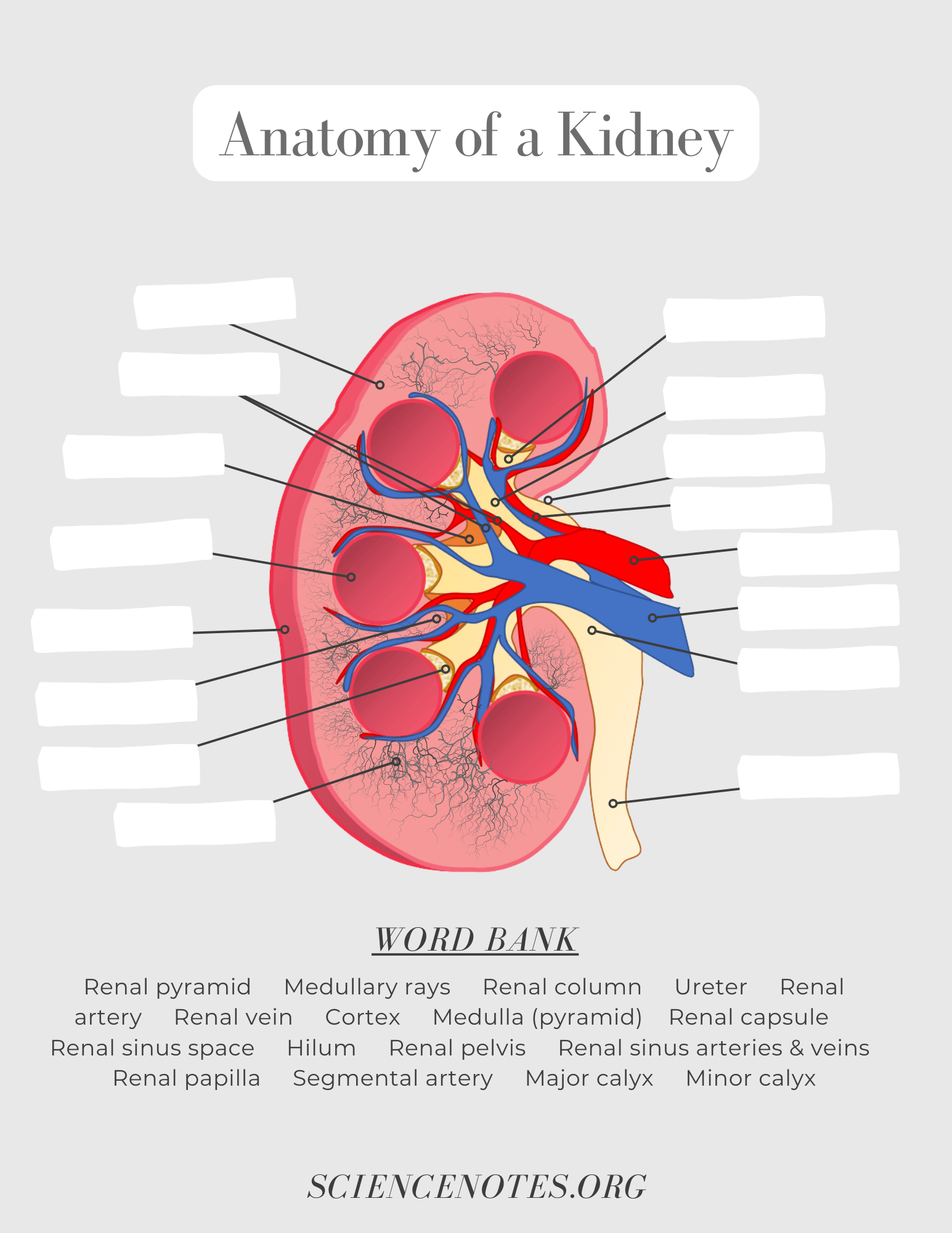 Human Anatomy Worksheets And Study Guides