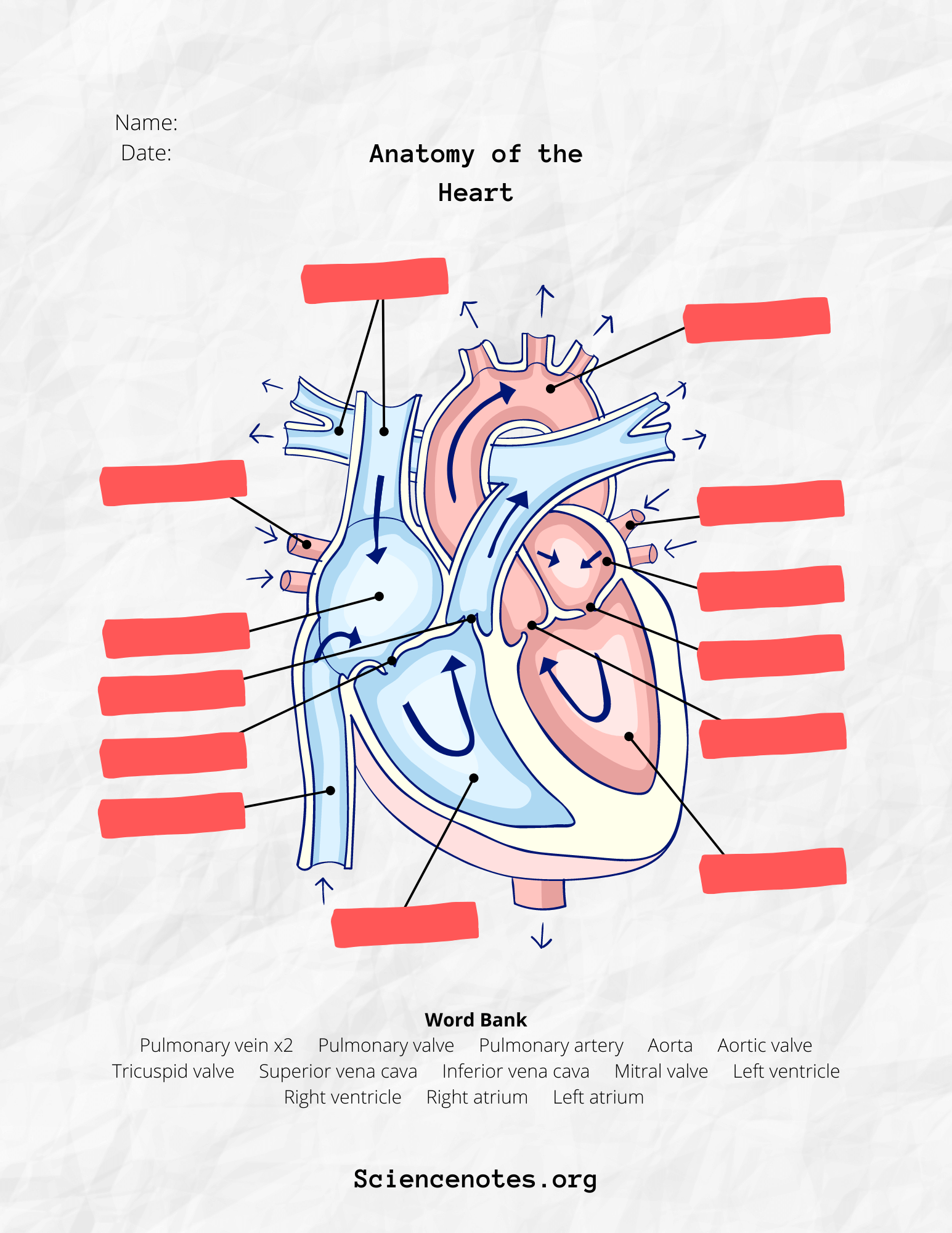 Free Printable Anatomy Worksheets For College