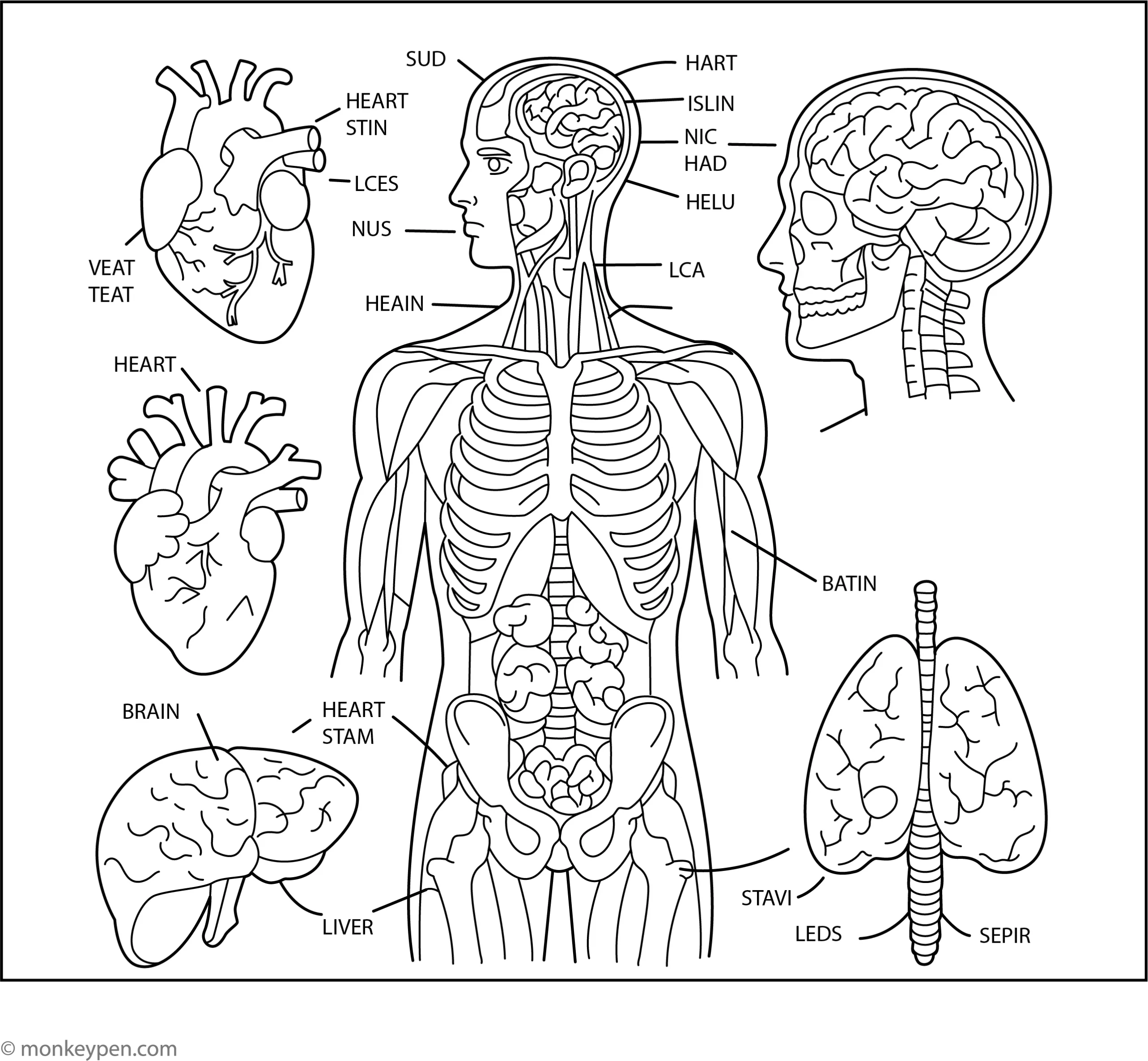 Free Human Anatomy Printables