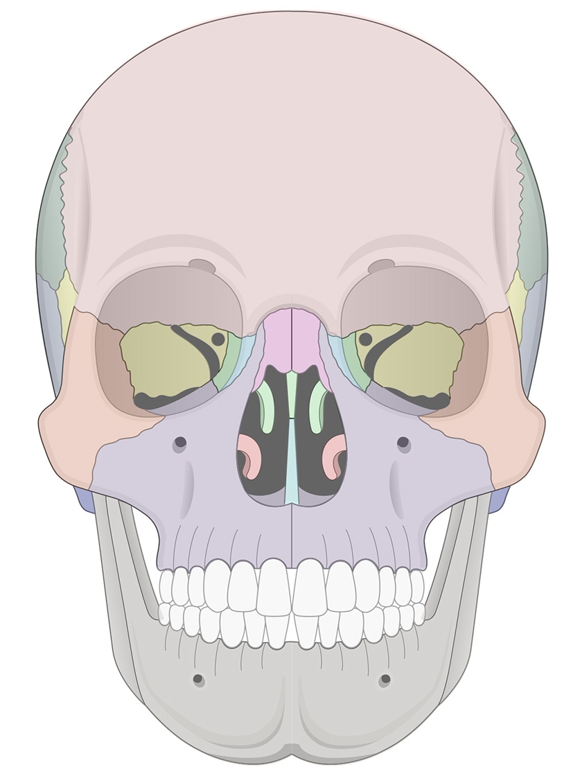 Skull Bones Printable To Label