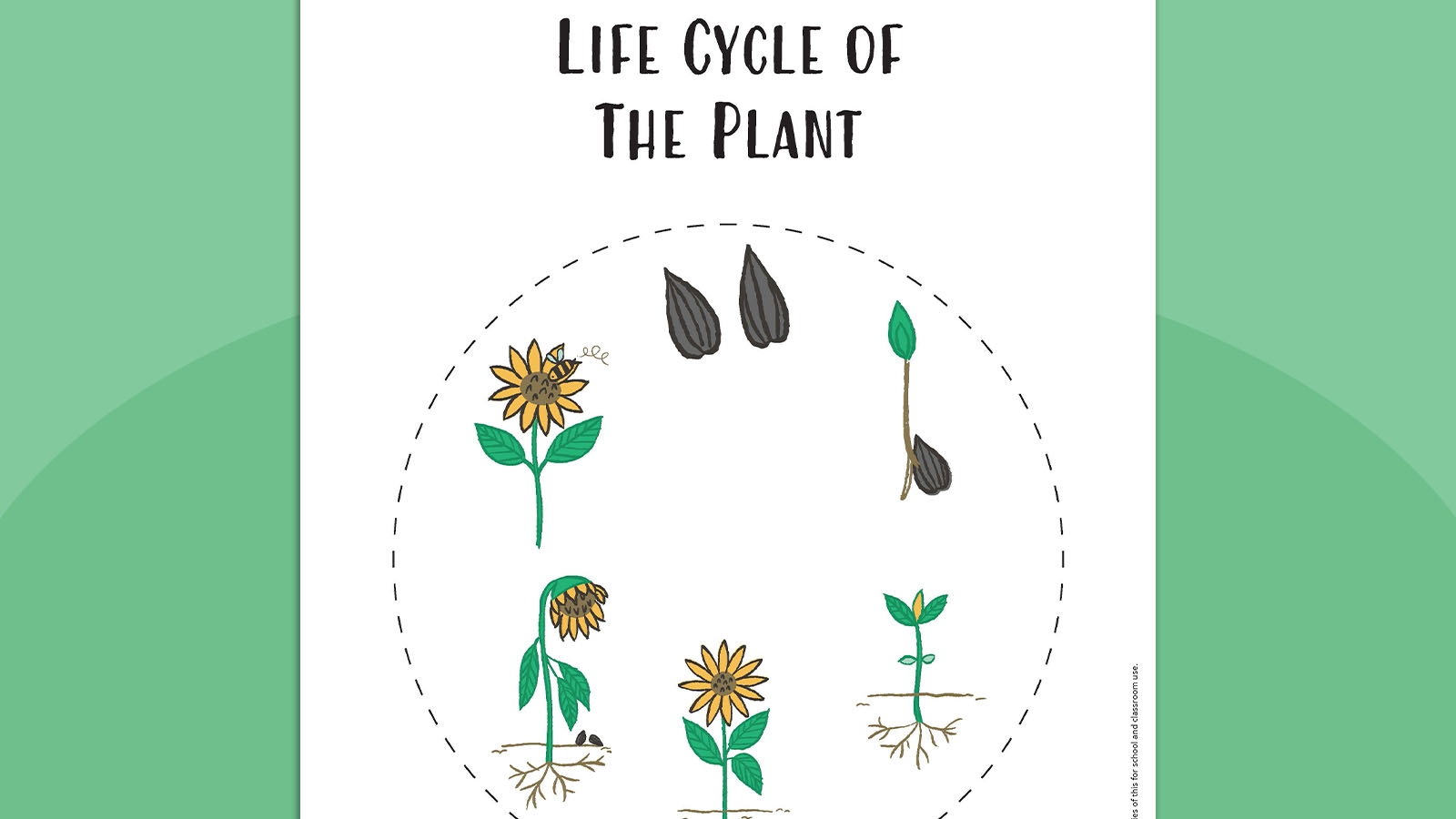 Free Printable Life Cycle Of A Plant