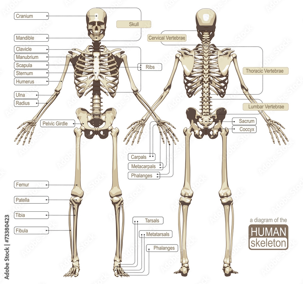 Poster A Diagram Of The Human Skeleton Wall Art UkPosters