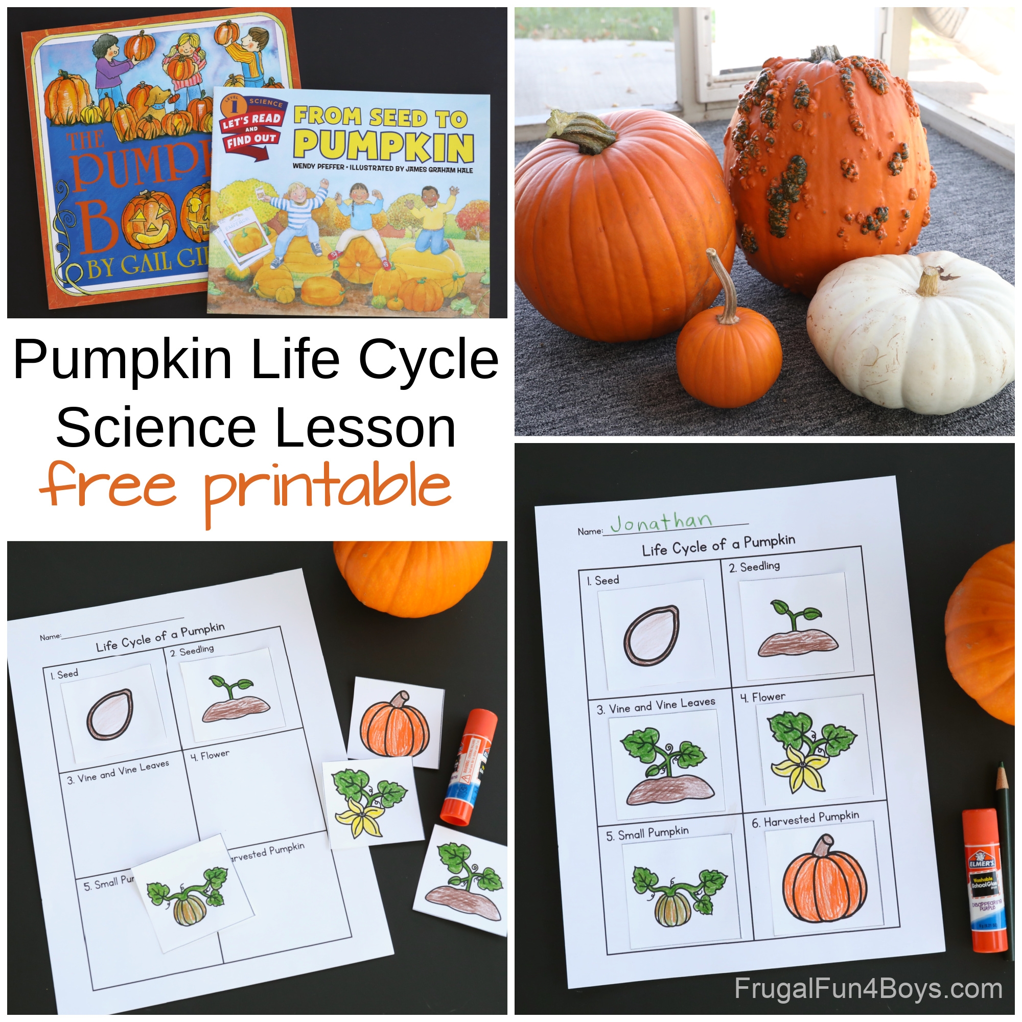 Pumpkin Life Cycle Activity Printable Frugal Fun For Boys And 