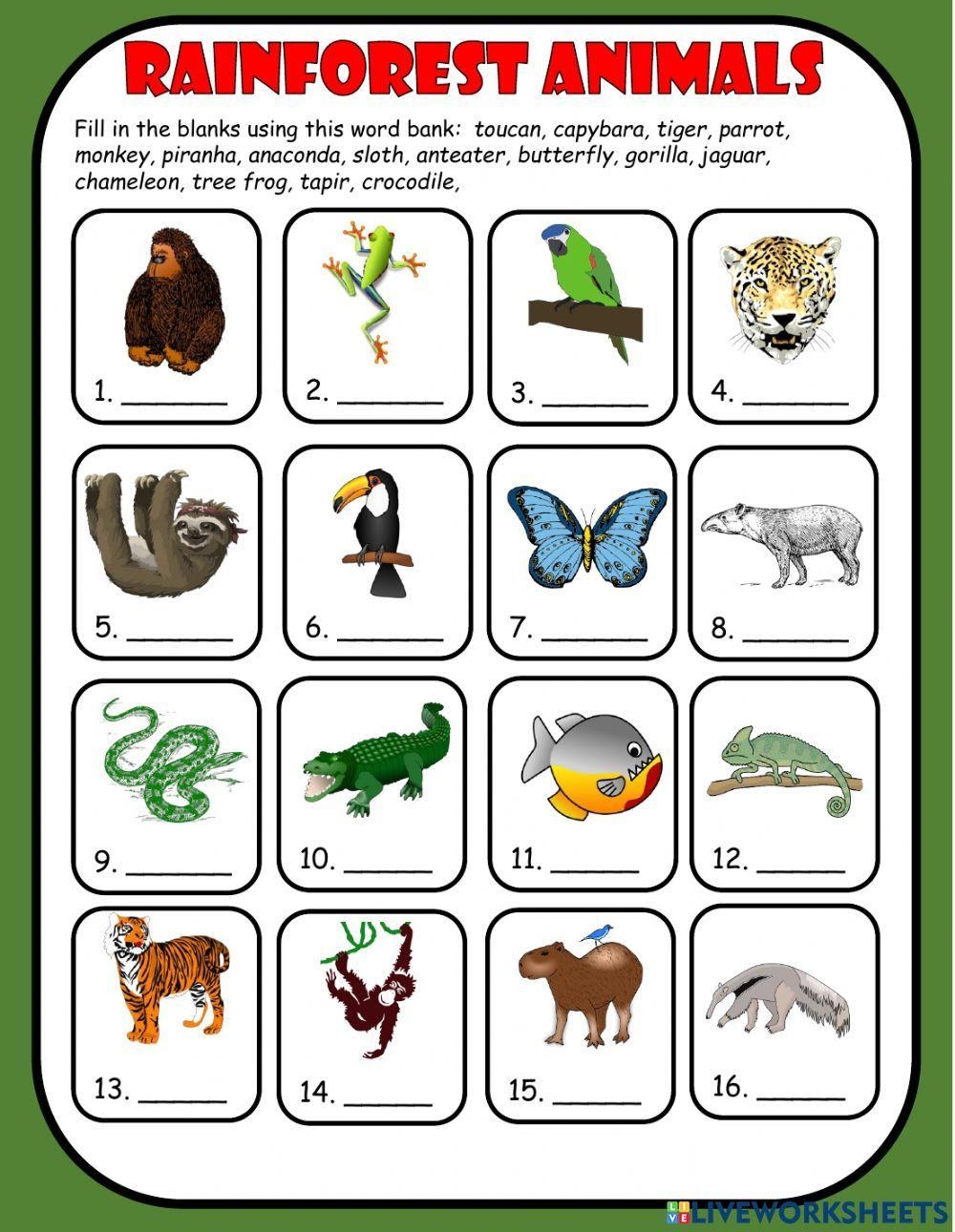 Rainforest Anim Free Interactive Worksheets 2133674