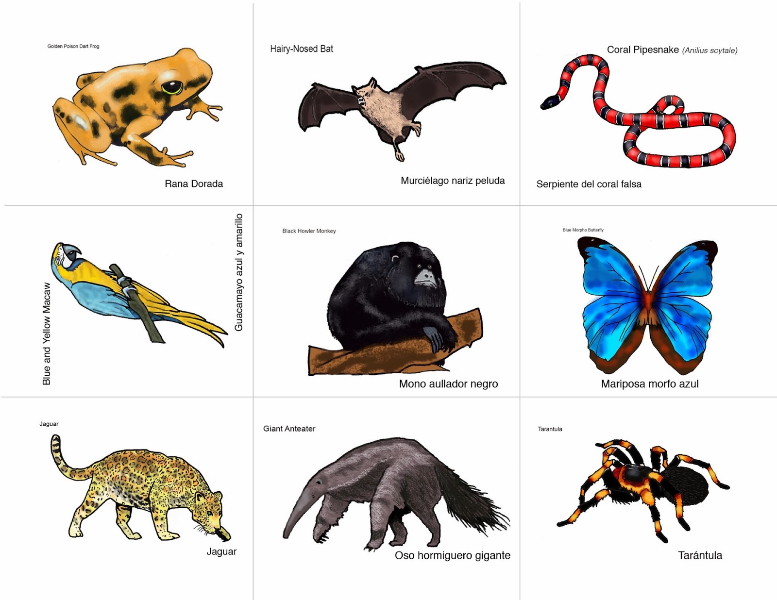 Rainforest Animals Game