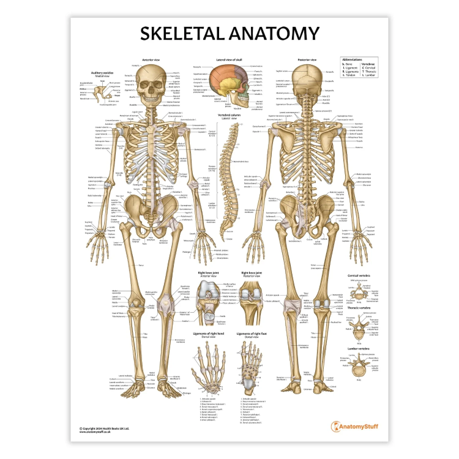 Skeletal Anatomy Chart Sketeton System Poster