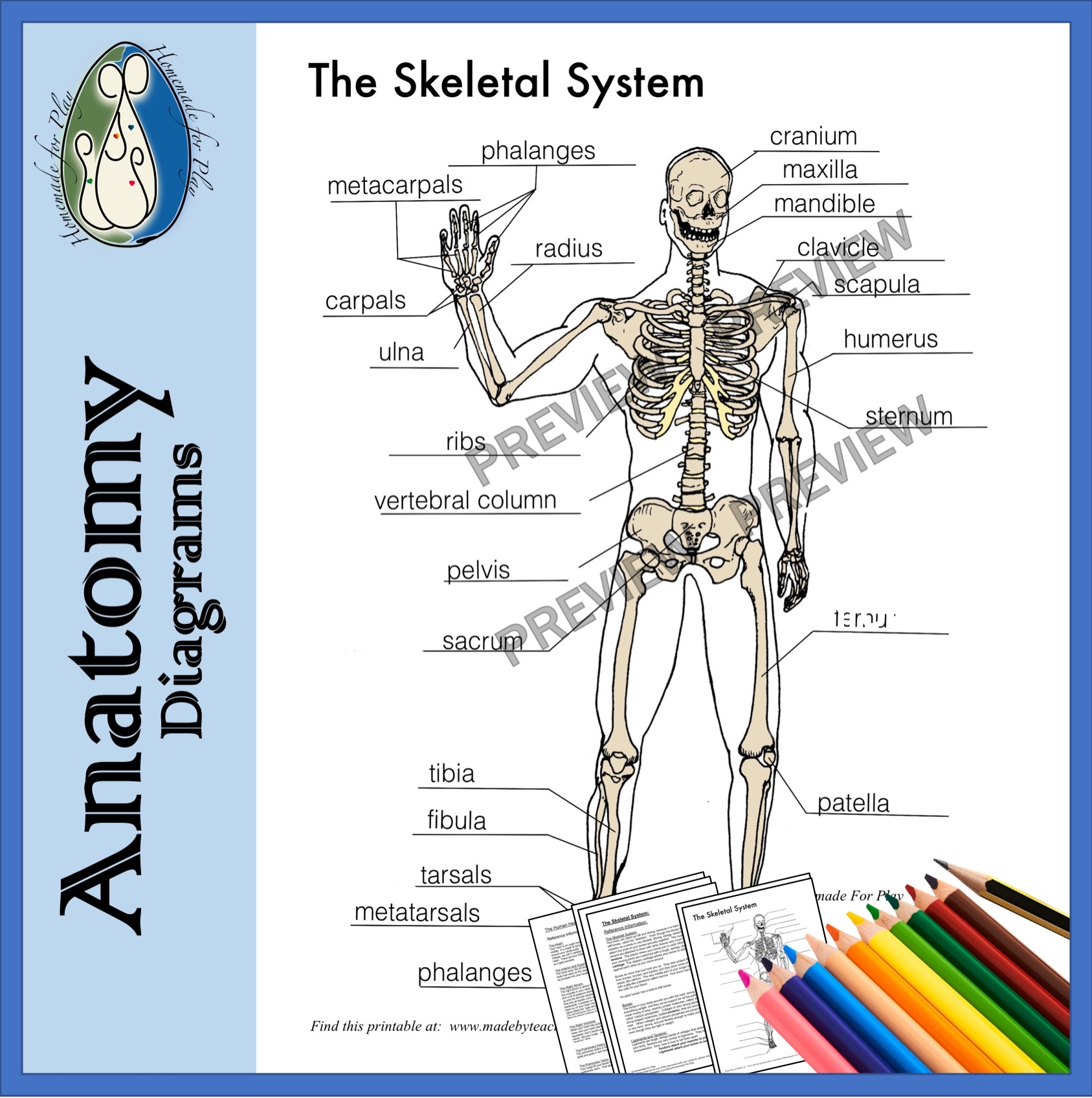 Skeleton Worksheets Printable