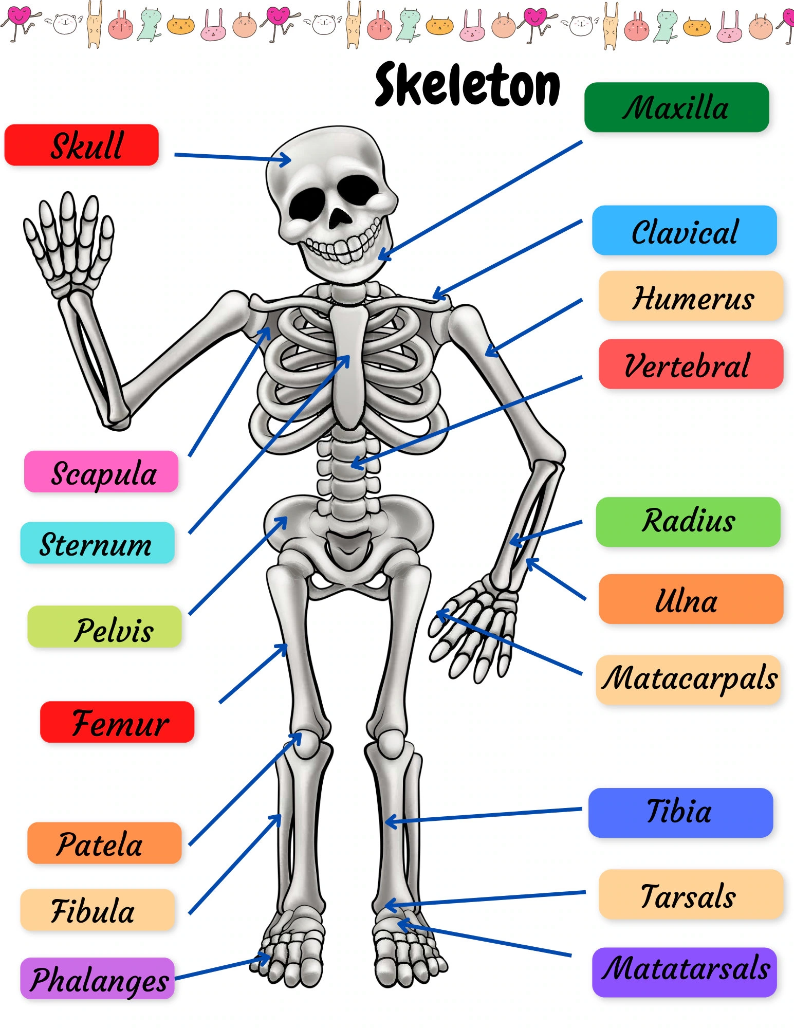 Skeletal System Practice Page Human Bones Activities Sheet 