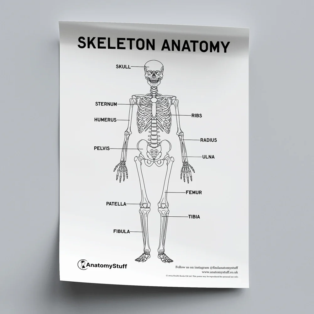 Labeled Skeletal System Printable