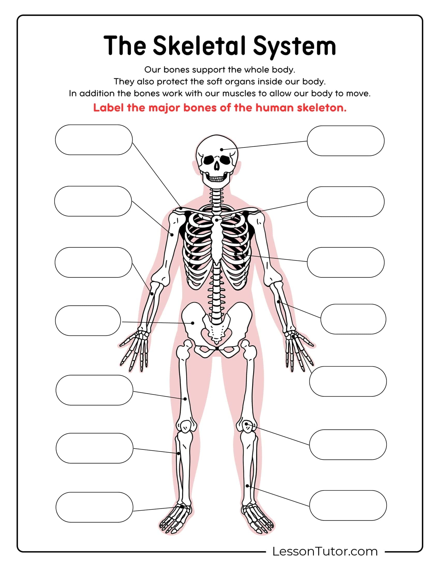 Skeleton System Worksheets Free Coloring Pages PDF Printables 