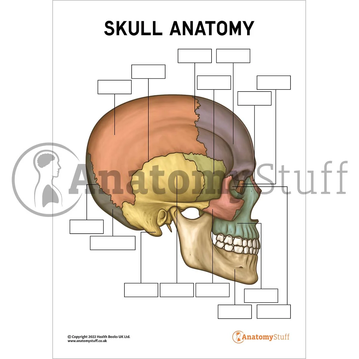 Skull Anatomy Poster Worksheet Interactive amp Printable PDF 