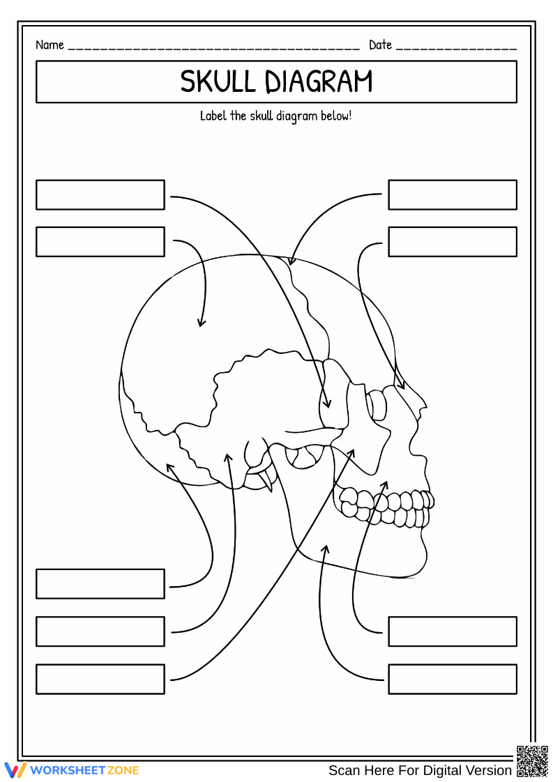Printable Skull Labeling Worksheet