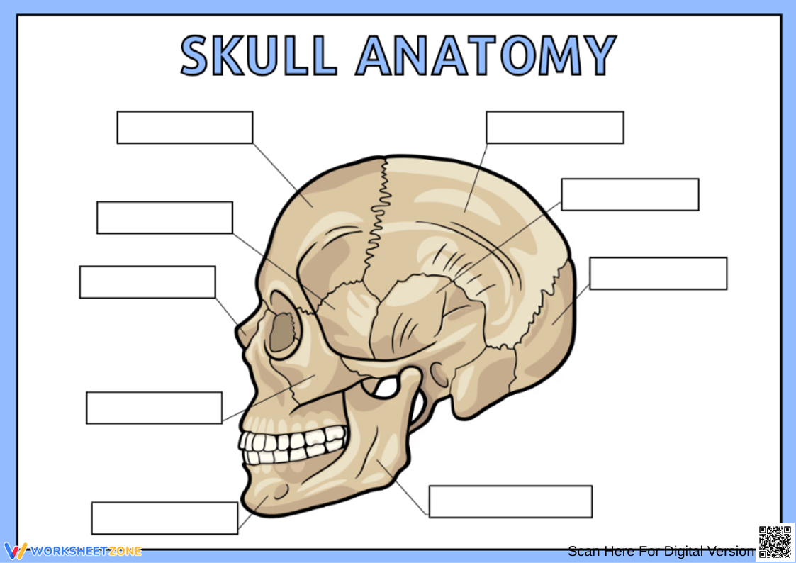 Skull Anatomy Worksheets amp Printable
