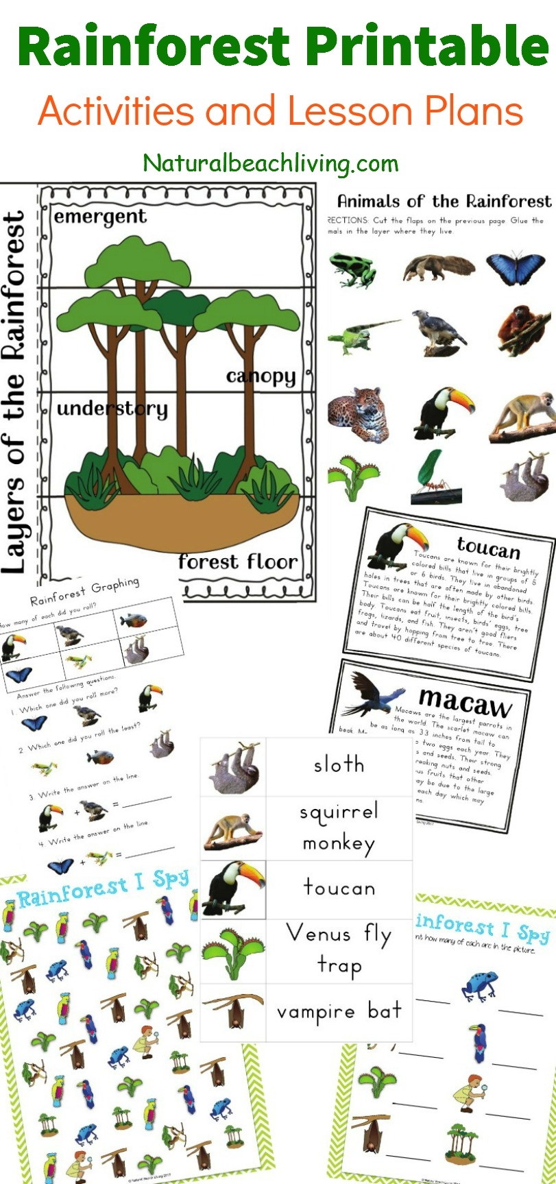 Animals Of The Rainforest Printables