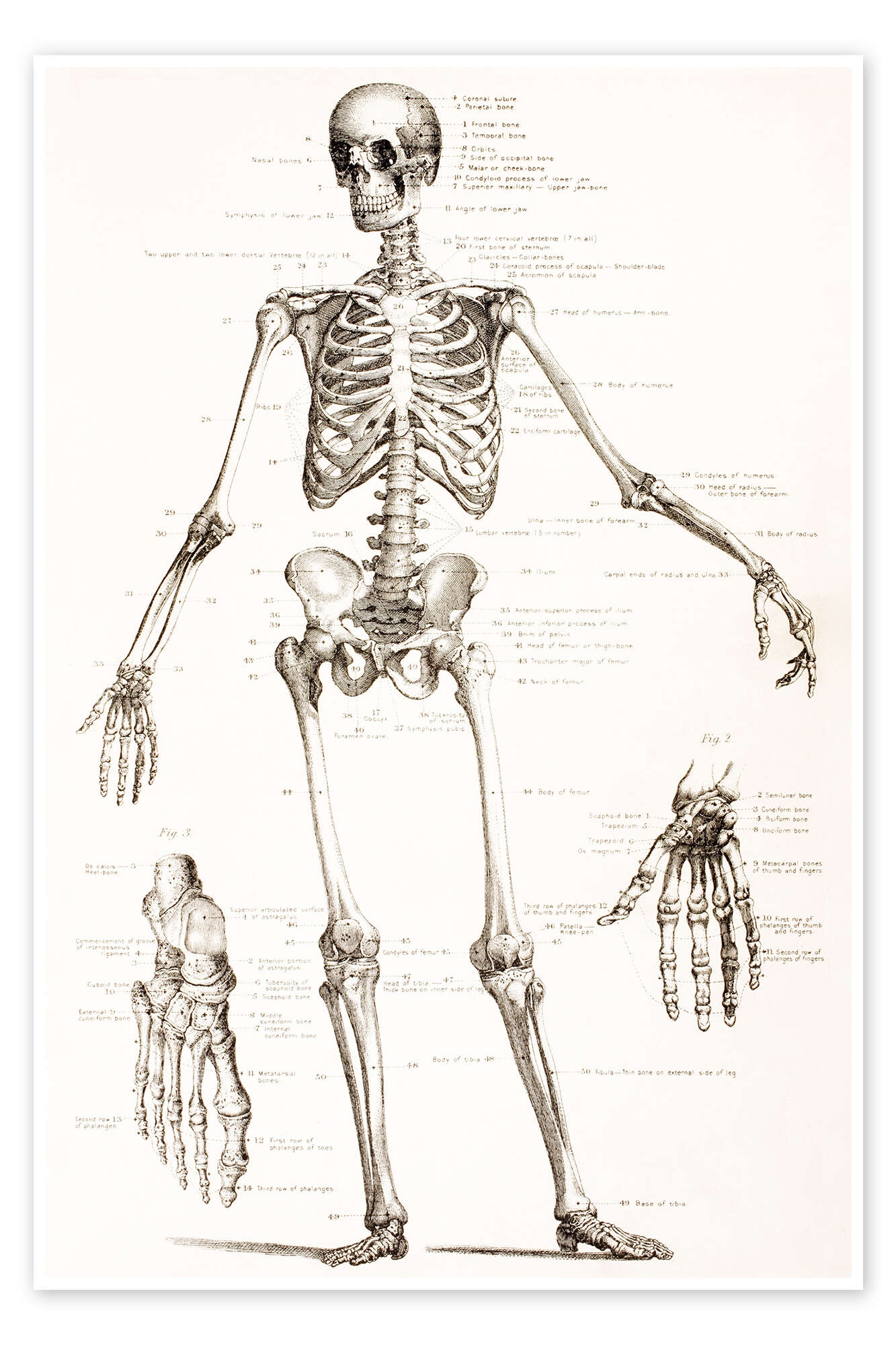 The Human Skeleton Print By Vintage Educational Collection 